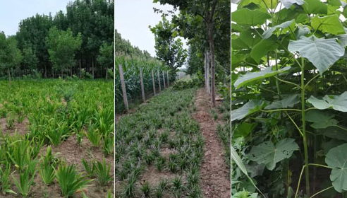 如何確定河南白蠟苗的施肥量？