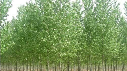 白蠟苗的正確種植方法你知道嗎？